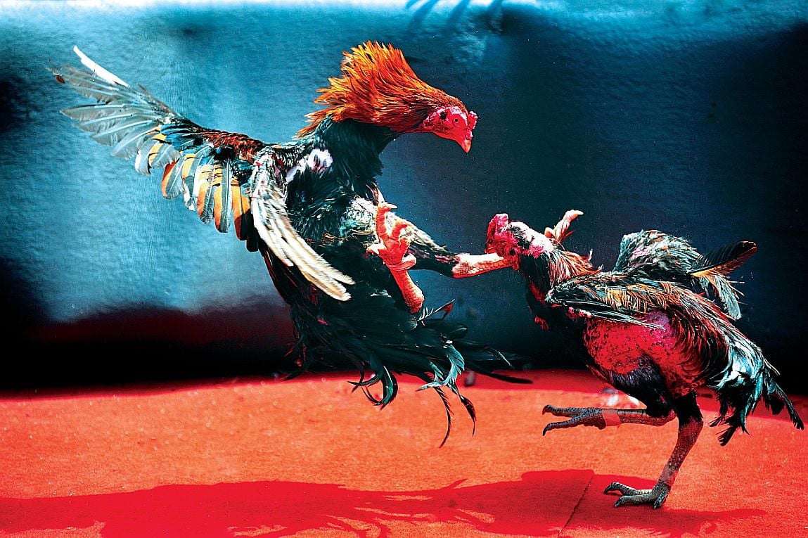 Two roosters engage in a cockfight