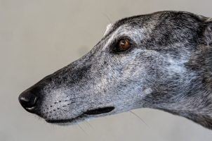 Florida, greyhound racing, D’Arcy Kennel