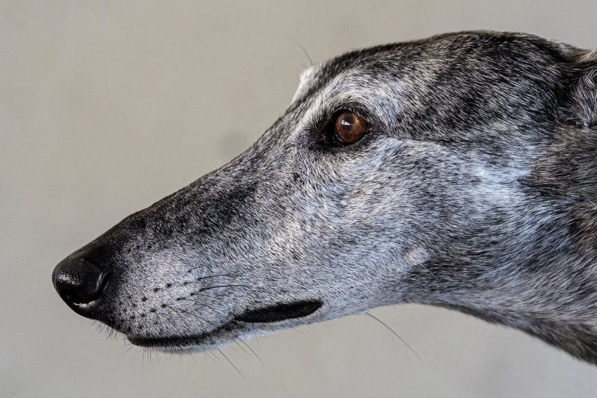 Florida, balap greyhound, D'Arcy Kennel 