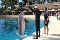 Mirage Las Vegas Now Dolphin-Free