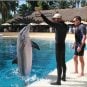 Mirage Las Vegas Now Dolphin-Free