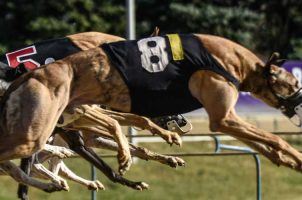 Greyhound racing, ban, West Virginia, Mardi Gras, Wheelers Island
