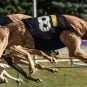 Greyhound racing, ban, West Virginia, Mardi Gras, Wheelers Island