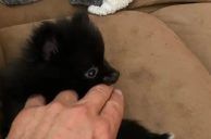 Palms Casino Resort Puppy Theft Leads to Massive Search in Las Vegas