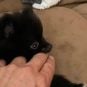 Palms Casino Resort Puppy Theft Leads to Massive Search in Las Vegas