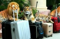 Siegfried & Roy’s Last Tigers and Lions Leave Las Vegas for Sanctuaries