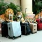 Siegfried & Roy’s Last Tigers and Lions Leave Las Vegas for Sanctuaries