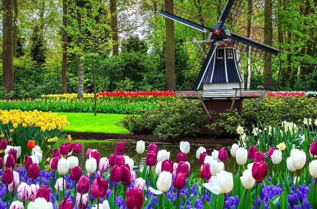A windmill and tulips adorn a Dutch park