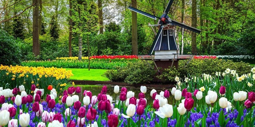 A windmill and tulips adorn a Dutch park