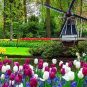 A windmill and tulips adorn a Dutch park