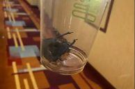 MGM Resorts International Faces $15K Lawsuit After Bat Found in Las Vegas Strip Hotel