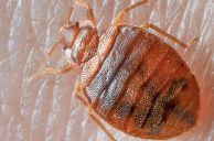 Las Vegas Guests Find Bed Bugs at Seven Hotels – Report