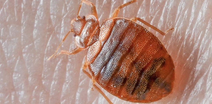 A bed bug on human skin