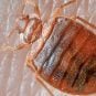 Las Vegas Guests Find Bed Bugs at Seven Hotels – Report