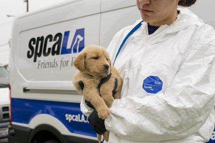 spcaLA staff member holds a puppy