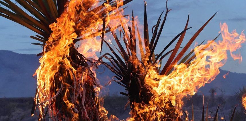 Joshua trees enflamed from the York Fire