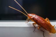 Detroit Greektown Casino Visitor Finds Roaches in Cup After Drinking