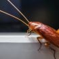 Detroit Greektown Casino Visitor Finds Roaches in Cup After Drinking