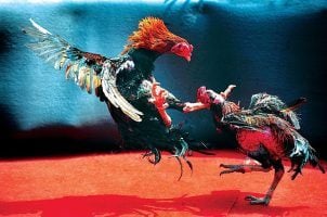 Two roosters participate in a cockfight
