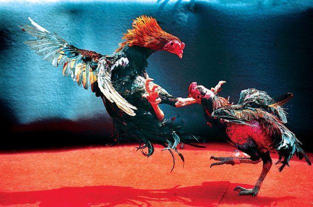 Two roosters participate in a cockfight