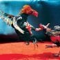 Two roosters participate in a cockfight