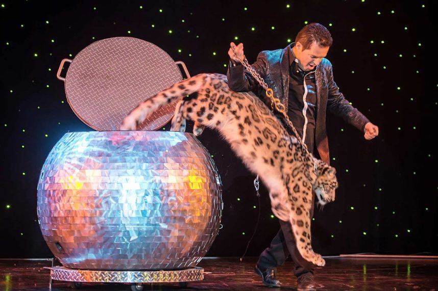 Magician Dirk Arthur performs with a snow leopard