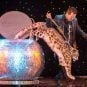 Dirk Arthur, Last of the Big-Cat Las Vegas Magicians, Dies at 63