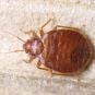 Bed Bugs Found in Two More Las Vegas Hotels, Total Now Nine – Report