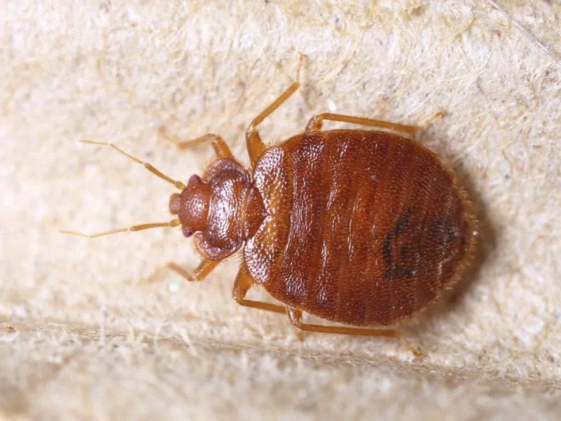 Bed Bugs Found in Two More Las Vegas Hotels, Total Now Nine Report