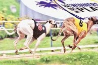 SIS Ends Greyhound Simulcast Operations in US