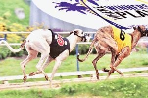 Greyhound racing, SIS, Sports Information Services