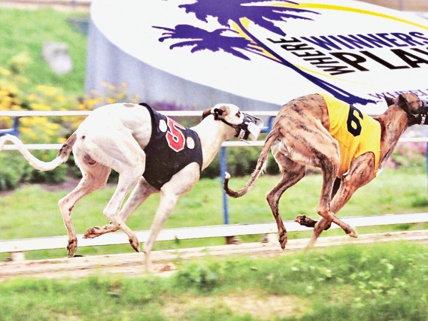 Greyhound racing, SIS, Sports Information Services