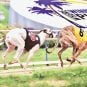 Greyhound racing, SIS, Sports Information Services
