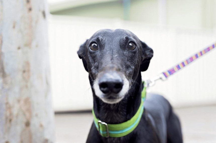 Trevor Rice, greyhounds, trainer, New South Wales, Australia, banned, hammer