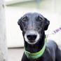 Trevor Rice, greyhounds, trainer, New South Wales, Australia, banned, hammer