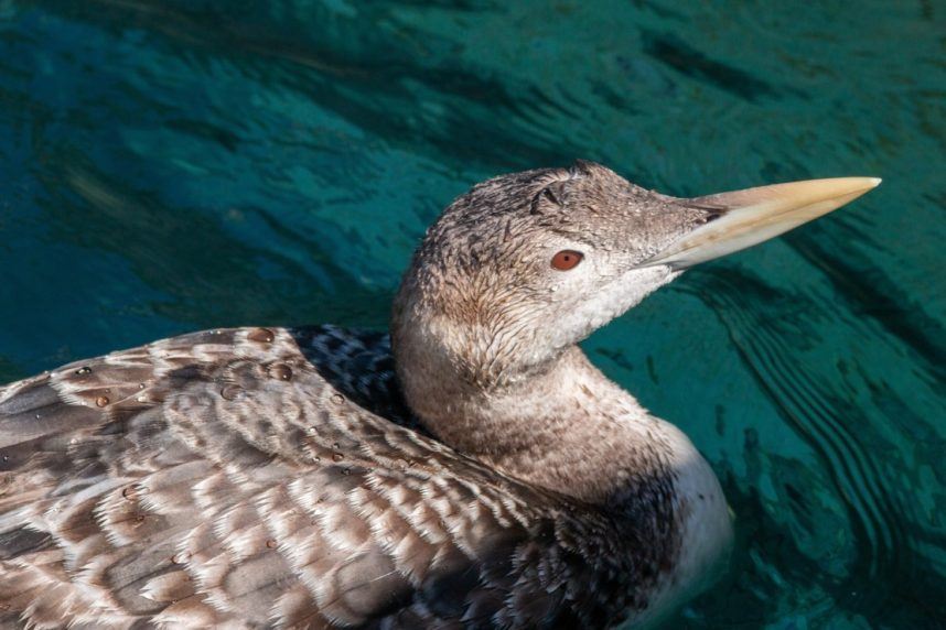An extremely rare yellow-billed loon