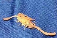 Man Stung in Nads by Scorpion While Sleeping at Las Vegas Resort
