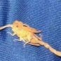 Man Stung in Nads by Scorpion While Sleeping at Las Vegas Resort
