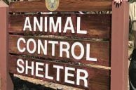 Las Vegas Hotel Room Search Reveals 30 Dogs, 10 Dead
