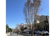 Most Bellagio Las Vegas Trees Planted to Replace Those Felled For F1 Now Dead