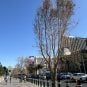 Most Bellagio Las Vegas Trees Planted to Replace Those Felled For F1 Now Dead