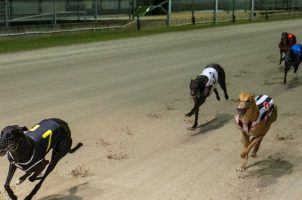 Greyhound racing, Simulcasting, New Hampshire, Connecticut