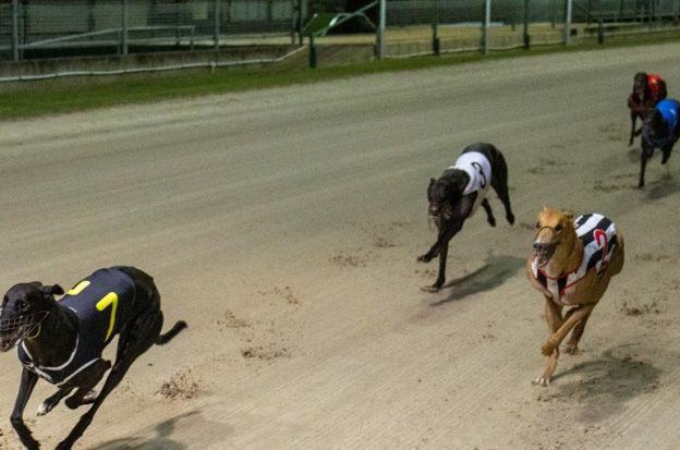 Greyhound racing, Simulcasting, New Hampshire, Connecticut