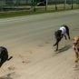 Greyhound racing, Simulcasting, New Hampshire, Connecticut