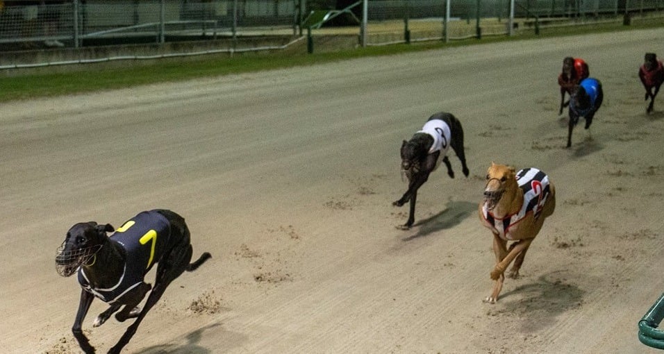 New Hampshire Bans Greyhound Simulcasts - Vimarsana News