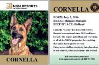 MGM Resorts Debuts K-9 Security Officer Trading Cards in Vegas