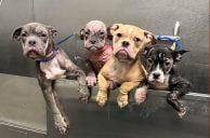 4-Month-Old Pups Abandoned on Sidewalk in Las Vegas Heat