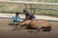 Supreme Court Refuses to Hear Challenge to Horse Racing Anti-Doping & Safety Law