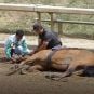 Supreme Court Refuses to Hear Challenge to Horse Racing Anti-Doping & Safety Law