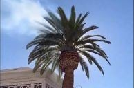 VEGAS MYTHS BUSTED: Trees Can Spontaneously Combust in Strip Heat
